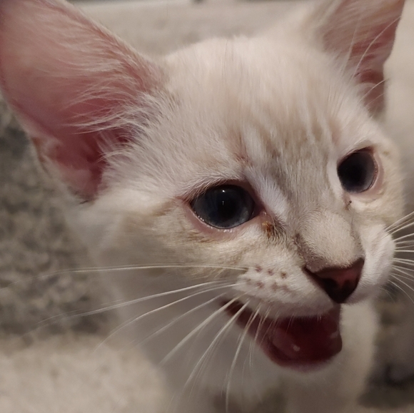 Meet your Poshers: Crystal & Mike - Picture 2 of 2